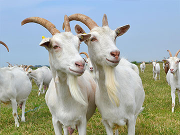 la ferme des cabris uxem