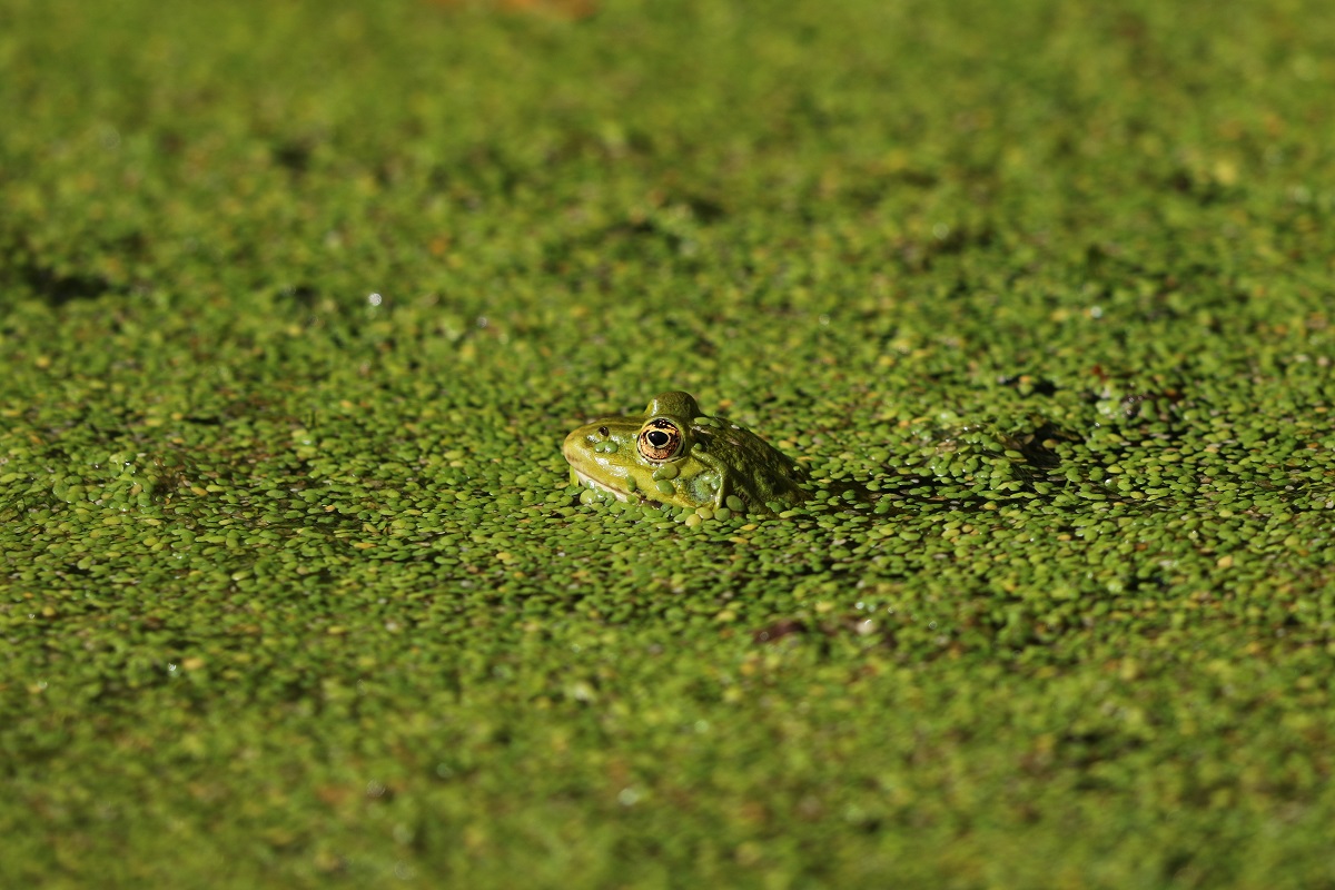 Grenouille verte P. Hue.jpg