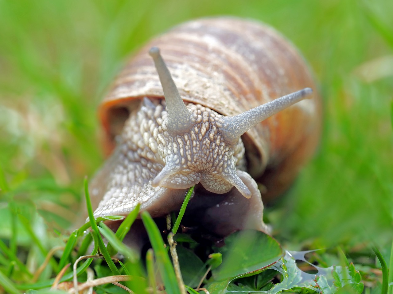 escargots - Pixabay.jpg