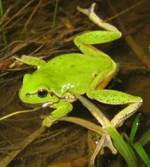 Hyla_arborea_(mares millam).jpg