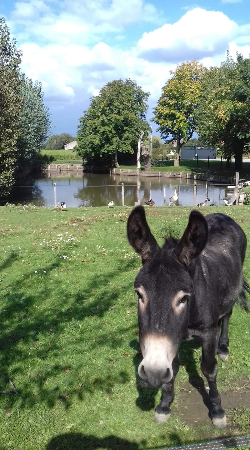 35- Ferme flamande rexpoede.jpg