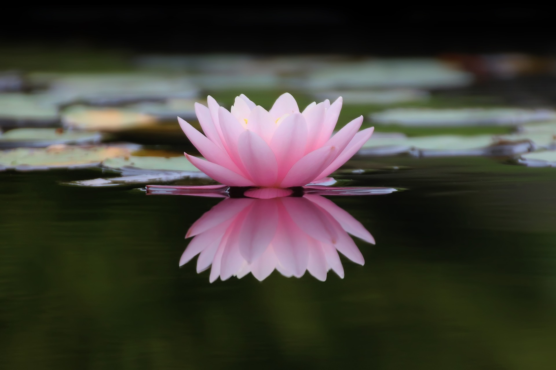 nature-g3061c7d34_1920.jpg