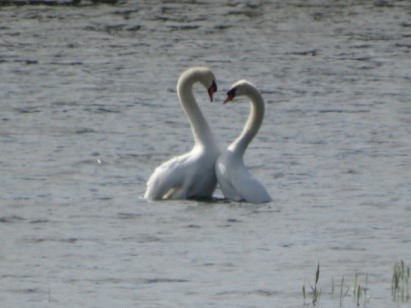 cygne tuberculé.jpg