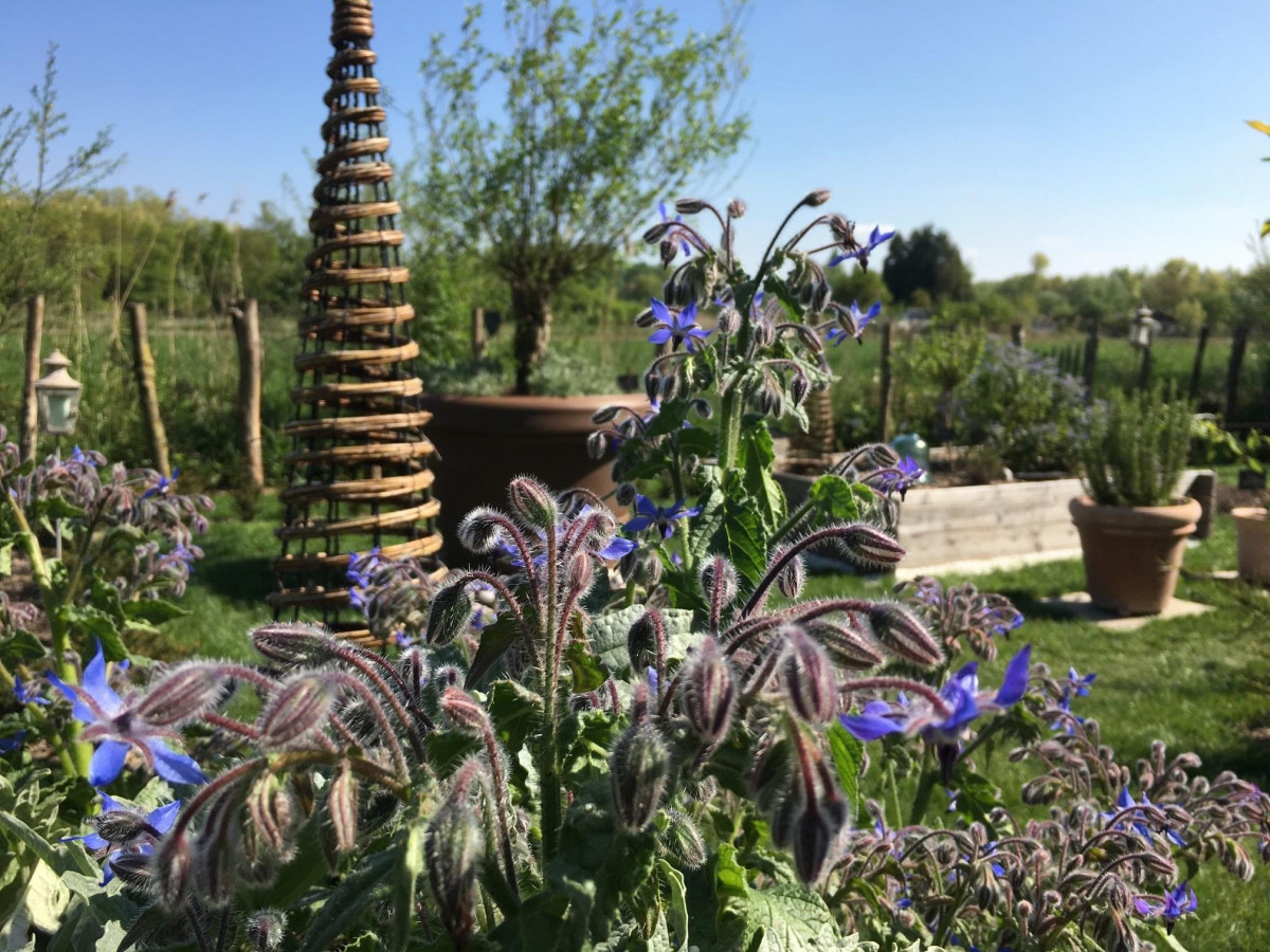 la sauvagine Bourrache dans le jardin.jpg