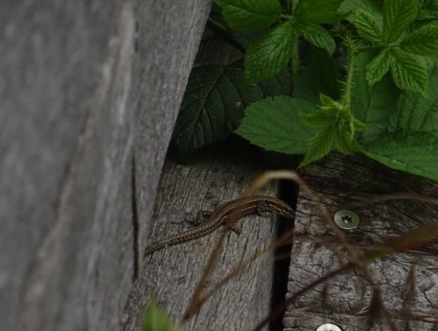 lézard des murailles.jpg