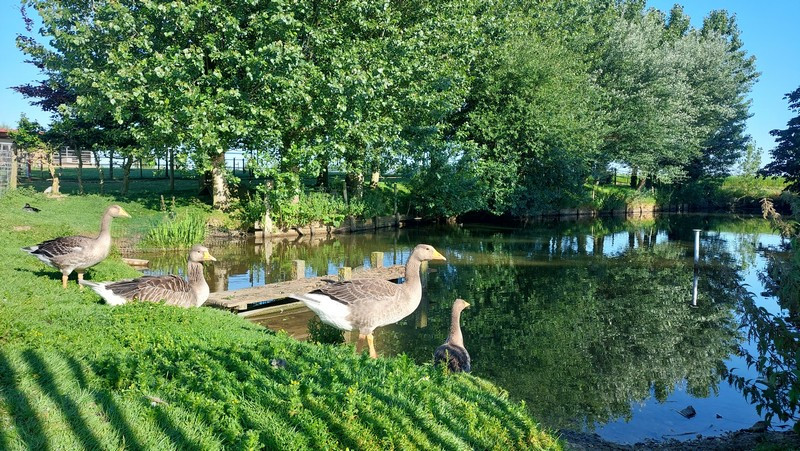 La Petite Ferme Flamande oies (source Tourinsoft 2025).jpg
