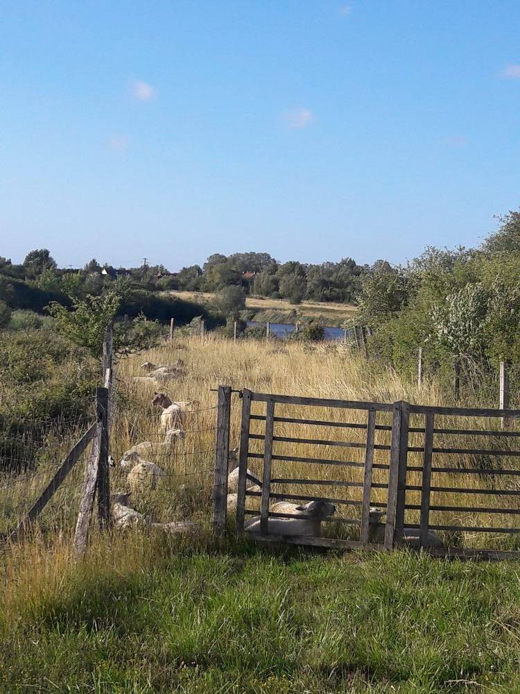 les moutons de l'argilière.jpg