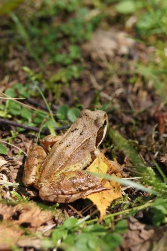 Grenouille rousse - © R. Monnehay Grenouille rousse - © R. Monnehay