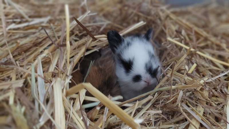 La Petite Ferme Flamande lapin (source Tourinsoft 2025).jpg