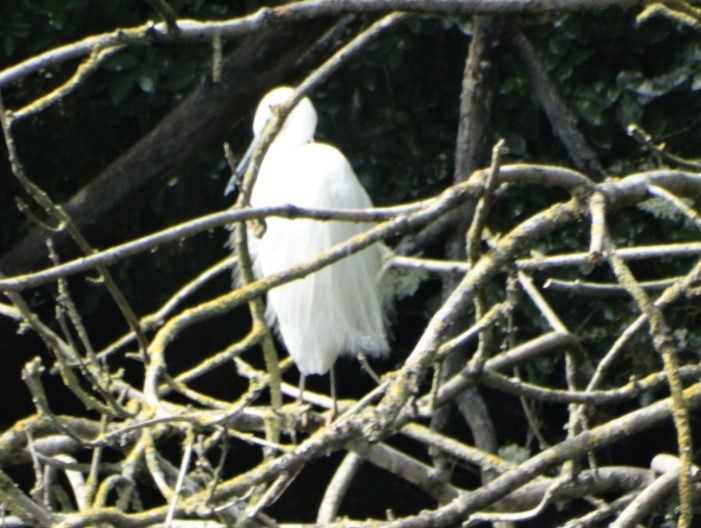 aigrette garzette.jpg