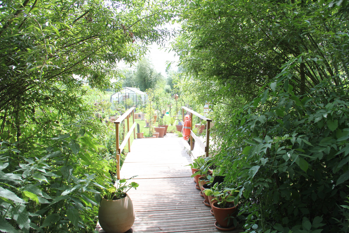 la sauvagine vers le jardin pédagogique.JPG