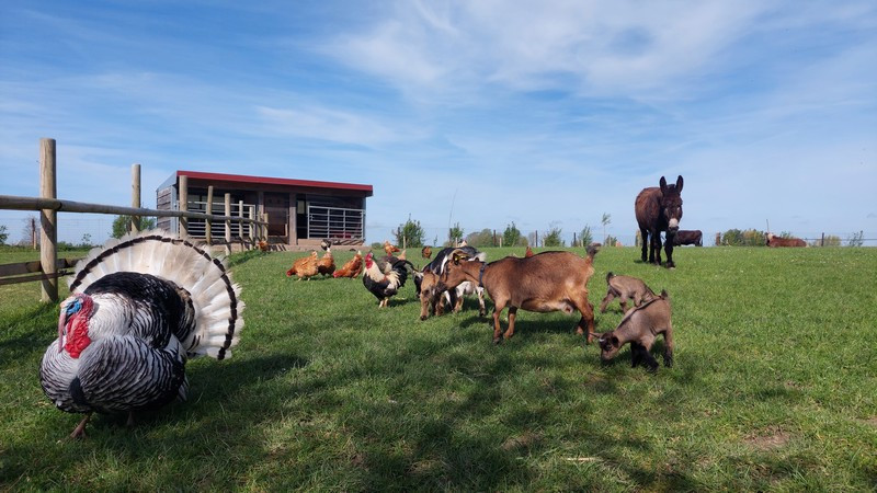 La Petite Ferme Flamande animaux (source Tourinsoft 2025).jpg