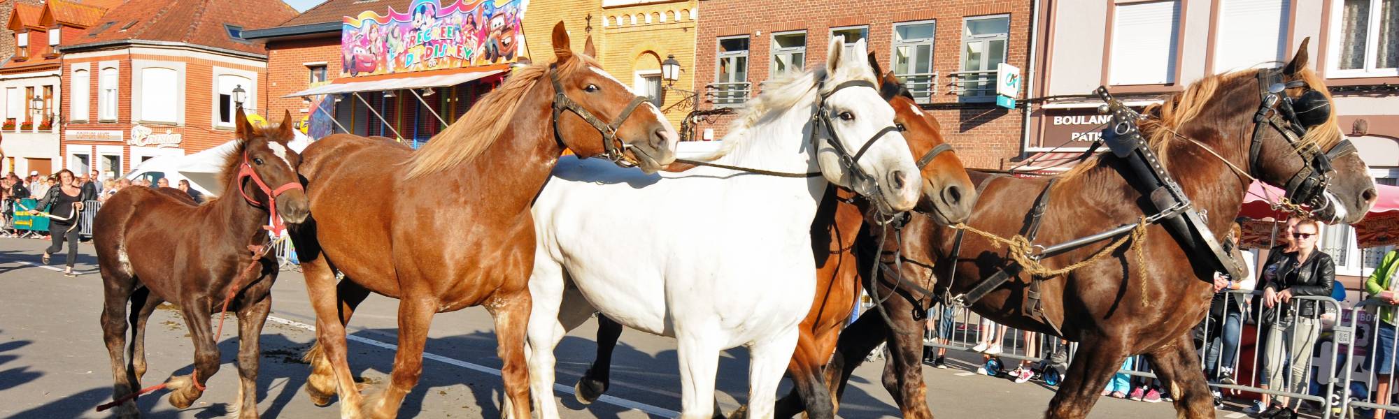 Photo chevaux Karyole Feest.jpg