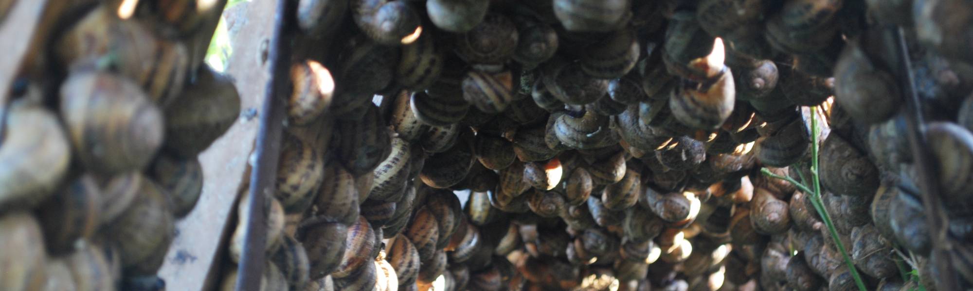 Escargot de la colme.JPG