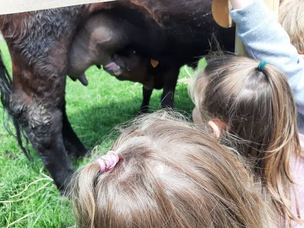 La Petite Ferme Flamande chevreau tétant sa mère (source Tourinsoft 2025).jpg