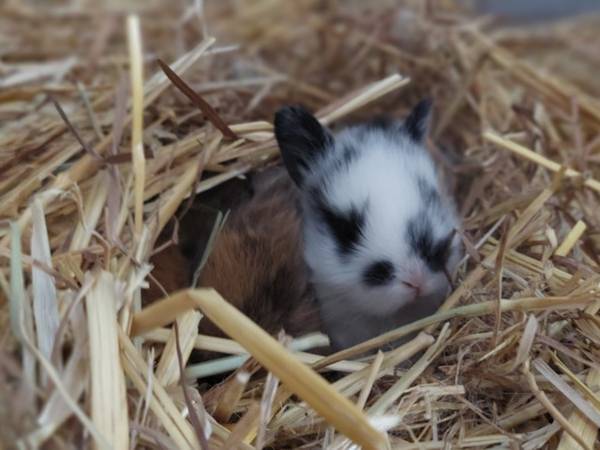 La Petite Ferme Flamande lapin (source Tourinsoft 2025).jpg