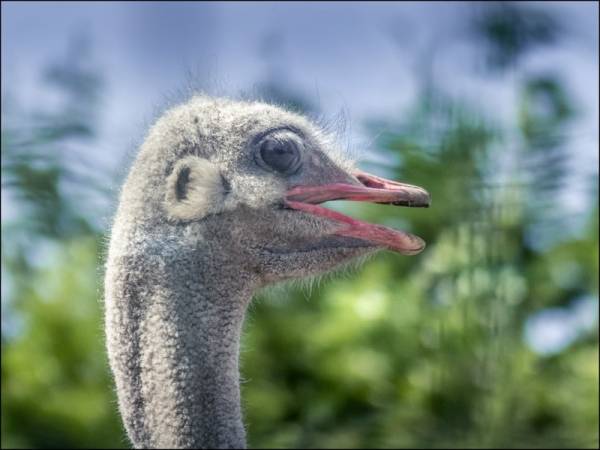 autruche Camelus (source Tourinsoft 2025).jpg