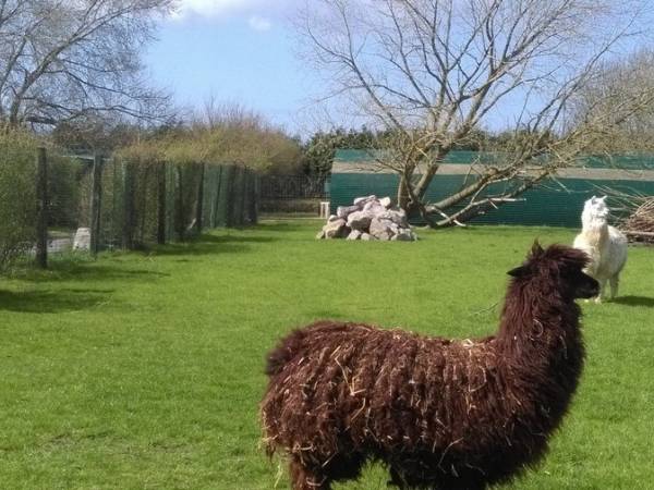 animaux à voir à visiter en famille nord dunkerque.jpg