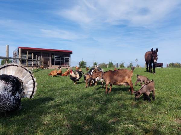 La Petite Ferme Flamande animaux (source Tourinsoft 2025).jpg