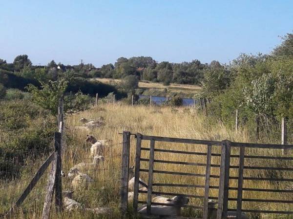 les moutons de l'argilière.jpg