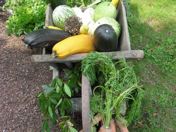 Fête des jardins et légumes anciens Bergues (6).JPG