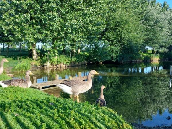 La Petite Ferme Flamande oies (source Tourinsoft 2025).jpg