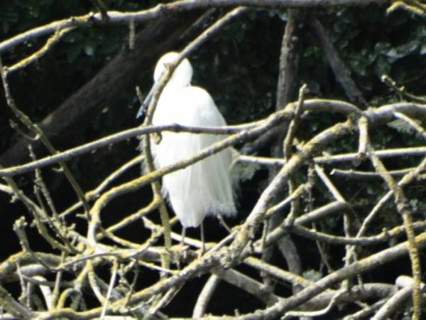 aigrette garzette.jpg