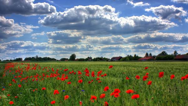 Tuin en natuur