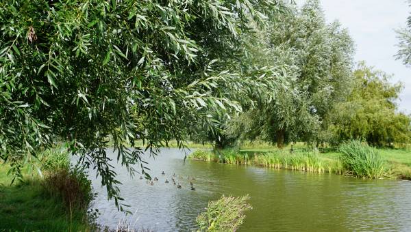 Etang des 3 Sources (Vijver der drie bronnen) - Wormhout