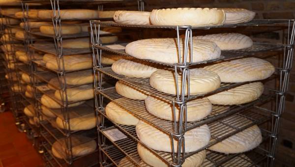 Visite guidée du pâturage au fromage