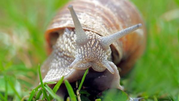 Les Escargots de la Colme Colme slakken