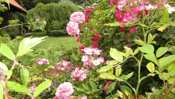 Le Jardin des Têtards