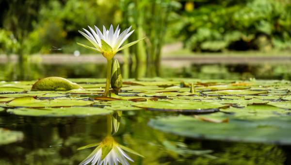 Rond het water