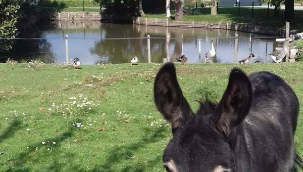 The Small Flemish Farm