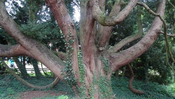 Arbre wormhout.jpg